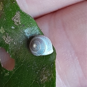 Pleuropoma (Genus) at Pappinbarra, NSW - Yesterday 02:16 PM
