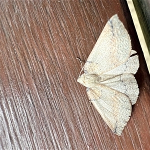 Cassythaphaga macarta at Bucketty, NSW - Yesterday 01:47 PM