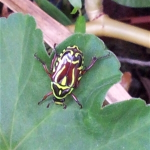 Eupoecila australasiae at Copmanhurst, NSW - suppressed