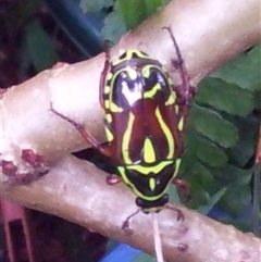 Eupoecila australasiae at Copmanhurst, NSW - suppressed