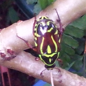 Eupoecila australasiae at Copmanhurst, NSW - suppressed