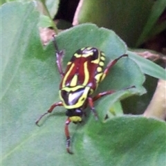 Eupoecila australasiae at Copmanhurst, NSW - suppressed