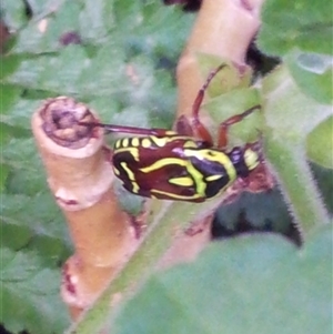 Eupoecila australasiae at Copmanhurst, NSW - suppressed