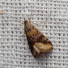 Hellula hydralis (Cabbage Centre Moth) by DPRees125