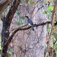 Philemon corniculatus at Wodonga, VIC - 28 Apr 2025 10:57 AM