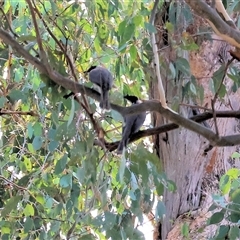 Philemon corniculatus at Wodonga, VIC - 28 Apr 2025 10:57 AM