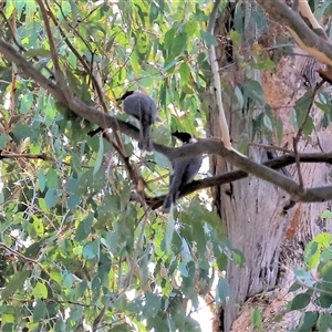 Philemon corniculatus at Wodonga, VIC - 28 Apr 2025 10:57 AM