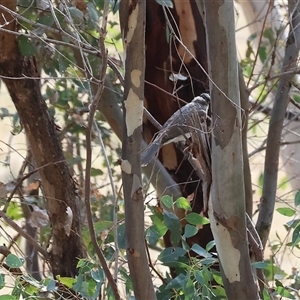 Philemon corniculatus at Wodonga, VIC - 28 Apr 2025 10:57 AM