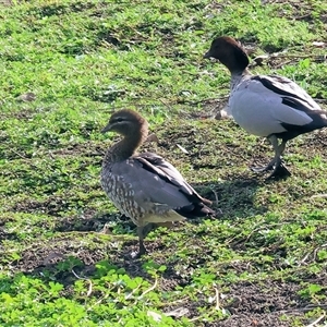 Chenonetta jubata at Wodonga, VIC - 28 Apr 2025 10:53 AM