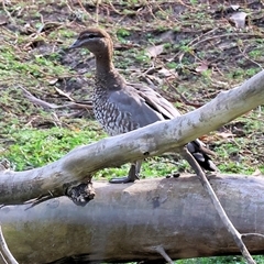 Chenonetta jubata at Wodonga, VIC - 28 Apr 2025 10:53 AM