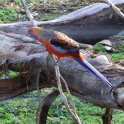 Platycercus elegans by KylieWaldon