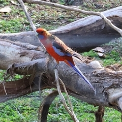 Platycercus elegans at Wodonga, VIC - 28 Apr 2025 10:49 AM