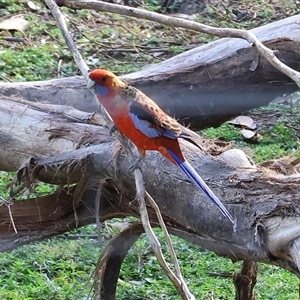 Platycercus elegans at Wodonga, VIC - 28 Apr 2025 10:49 AM