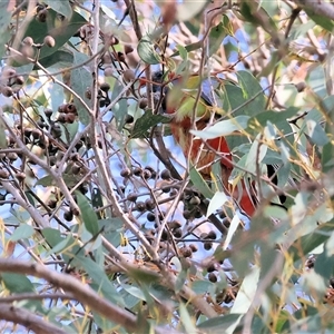 Platycercus elegans at Wodonga, VIC - 28 Apr 2025 10:49 AM