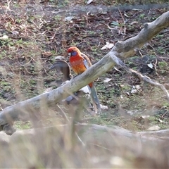 Platycercus elegans at Wodonga, VIC - 28 Apr 2025 10:49 AM