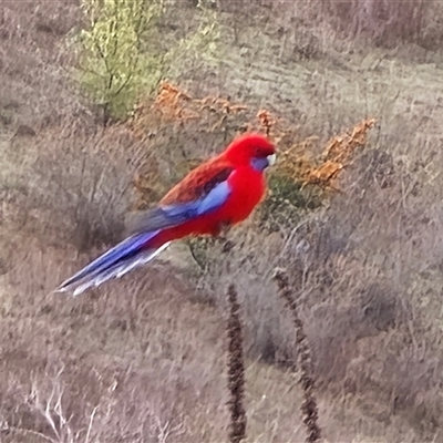Platycercus elegans (Crimson Rosella) at Isaacs, ACT - 28 Apr 2025 by Mike