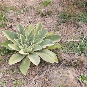 Verbascum thapsus subsp. thapsus at Isaacs, ACT - 28 Apr 2025 03:58 PM