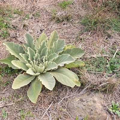 Verbascum thapsus subsp. thapsus (Great Mullein, Aaron's Rod) at Isaacs, ACT - 28 Apr 2025 by Mike