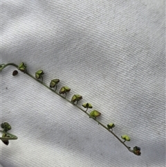Cynoglossum australe (Australian Forget-me-not) at Isaacs, ACT - 28 Apr 2025 by Mike