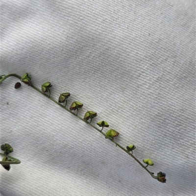 Cynoglossum australe (Australian Forget-me-not) at Isaacs, ACT - 28 Apr 2025 by Mike