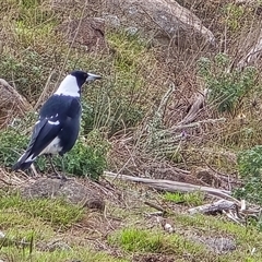 Gymnorhina tibicen (Australian Magpie) at Isaacs, ACT - 28 Apr 2025 by Mike