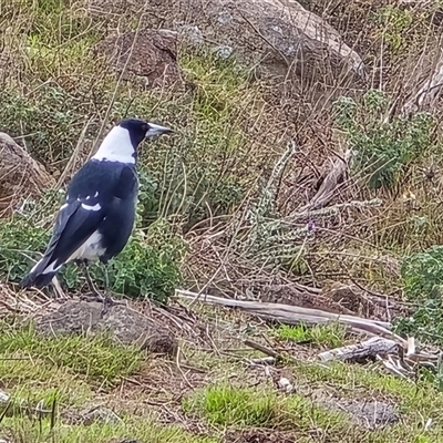 Gymnorhina tibicen (Australian Magpie) at Isaacs, ACT - 28 Apr 2025 by Mike