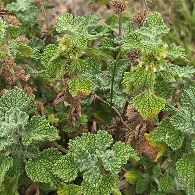 Marrubium vulgare (Horehound) at Isaacs, ACT - 28 Apr 2025 by Mike