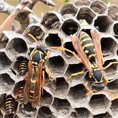 Polistes (Polistes) chinensis (Asian paper wasp) at Isaacs, ACT - 28 Apr 2025 by Mike