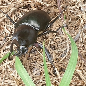 Xylotrupes australicus at Copmanhurst, NSW - suppressed