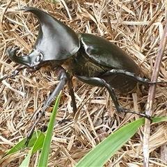 Xylotrupes australicus at Copmanhurst, NSW - suppressed