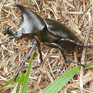 Xylotrupes australicus at Copmanhurst, NSW - suppressed