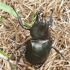 Xylotrupes australicus at Copmanhurst, NSW - suppressed