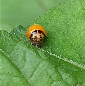 Coccinellidae (family) at suppressed - suppressed