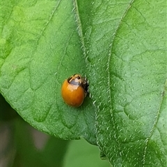 Coccinellidae (family) at suppressed - suppressed