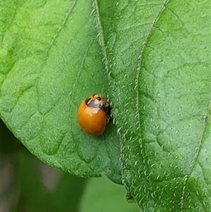 Coccinellidae (family) at Copmanhurst, NSW - suppressed