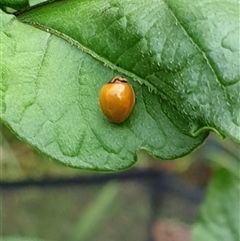 Coccinellidae (family) at Copmanhurst, NSW - suppressed