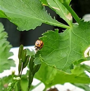 Coelophora inaequalis at Copmanhurst, NSW - suppressed