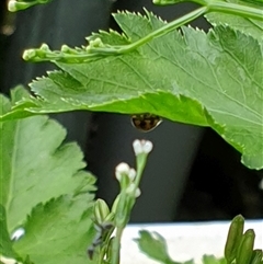 Coelophora inaequalis at Copmanhurst, NSW - suppressed