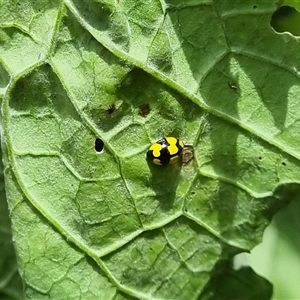Illeis galbula at Copmanhurst, NSW - suppressed