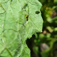Illeis galbula at Copmanhurst, NSW - suppressed