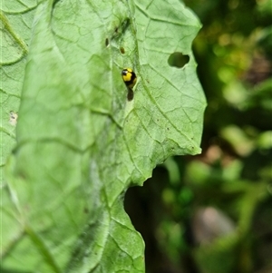 Illeis galbula at Copmanhurst, NSW - suppressed