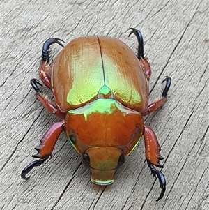 Anoplognathus viriditarsis at Copmanhurst, NSW - suppressed