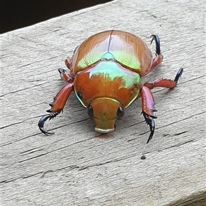 Anoplognathus viriditarsis at Copmanhurst, NSW - suppressed