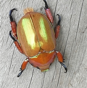 Anoplognathus viriditarsis at Copmanhurst, NSW - suppressed