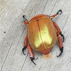 Anoplognathus viriditarsis at suppressed - suppressed