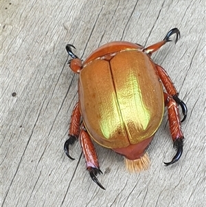 Anoplognathus viriditarsis at Copmanhurst, NSW - suppressed