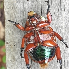 Anoplognathus viriditarsis at Copmanhurst, NSW - suppressed