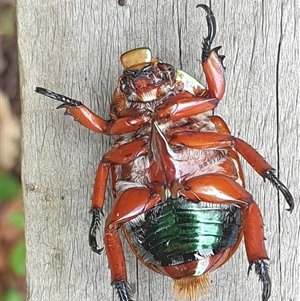 Anoplognathus viriditarsis at Copmanhurst, NSW - suppressed