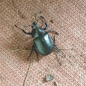 Xylotrupes australicus at Copmanhurst, NSW - suppressed