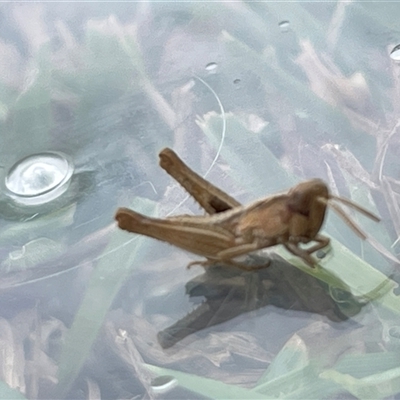 Unverified Grasshopper, Cricket or Katydid (Orthoptera) at Bannaby, NSW - 28 Apr 2025 by KylieB